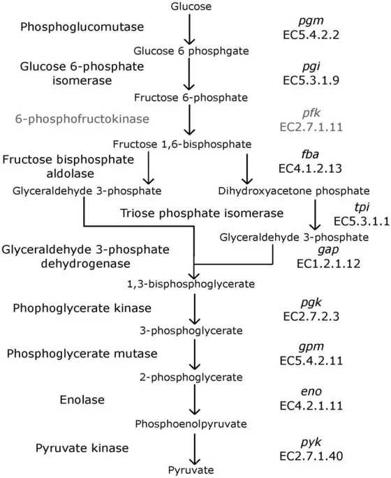 Glycolysis pathway (Brandt and Barrangou, 2016)